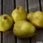 Coings