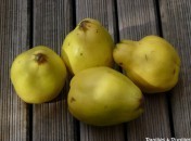 Que faire avec des coings ?