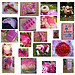 Mosaique rose