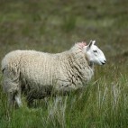 Mouton Irlandais