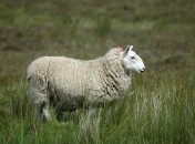 Mouton Irlandais Irlande !