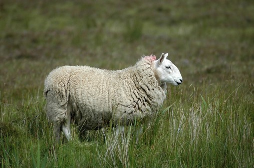 Mouton irlandais