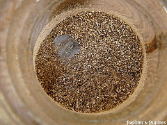 Poudre de cèpes séchés