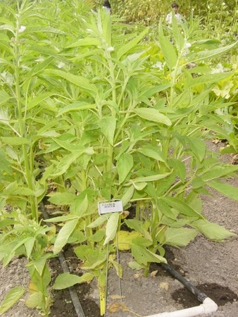 Plant de sésame