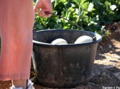 Melon : du champ à l’assiette : la cueillette