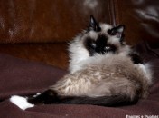 Club des chats blogueurs et Weekend Cat blogging #248
