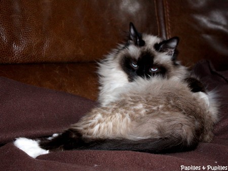 Salsa - Chat Birman