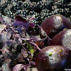 Betterave rouge à la fondue de mûres et au basilic pourpre – Alain Passard