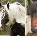 Coiffure ou coiffoune : telle est la question ! Coiffure ou coiffoune : telle est la question !
