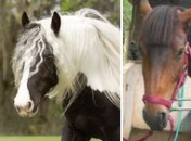 Coiffure ou coiffoune : telle est la question !