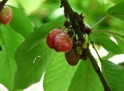 8f70a3ed4cd67049afb55735be1a6907 La cueillette des cerises