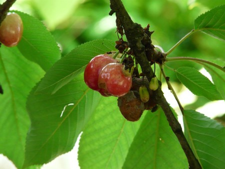 cerises cerises