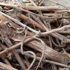 Magret au barbecue – Histoire sans paroles