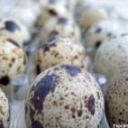 Oeufs de caille