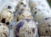 Oeufs de caille – Comment les cuire et petites mises en bouche