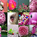 Mosaique Rose - 1