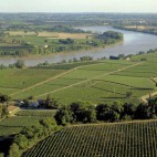 vignes vignes