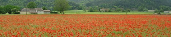 Image Papilles et Pupilles - Tarte coquelicot