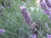 b0704a45965a61b8b6af513618132df6 KiKiVeutJouer ‘Fleurs d’été’ : Lavande, thym et basilic
