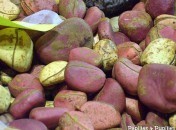 Noix de kola – noix de cola