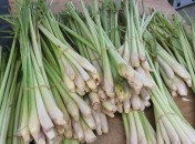 citronnelle Citronnelle