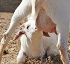 Vache Vache