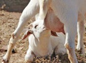 Vache Flambée des prix du lait et du blé => valse des étiquettes à la rentrée ?