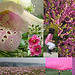 Mosaique rose de mai