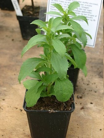 Stevia
