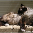 Chat Birman Chat Birman