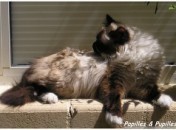 Chat Birman Weekend cat blogging 17