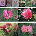 Mosaique rose de mai - 31