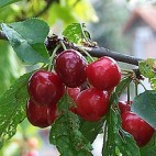 Cerises Cerises