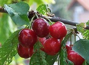 La cerise française à prix d’or