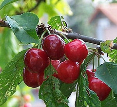 Cerises