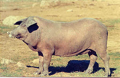 Porc Iberico