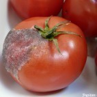 Tomate barbue