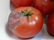 Des tomates, oui mais barbues