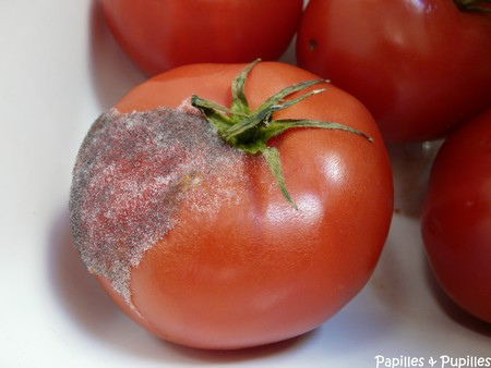 Tomates moisies
