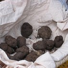 Truffes Truffes