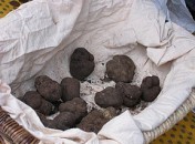 Truffes Zest of 2008
