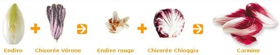 Image Papilles et Pupilles - Carmine - Salade carmine