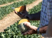 Comment choisir un bon melon, le retour