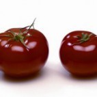 Grand testing tomates et concombres : 2 places gratuites Grand testing tomates et concombres : 2 places gratuites