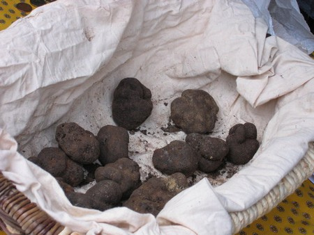 Image Papilles et Pupilles - Truffes