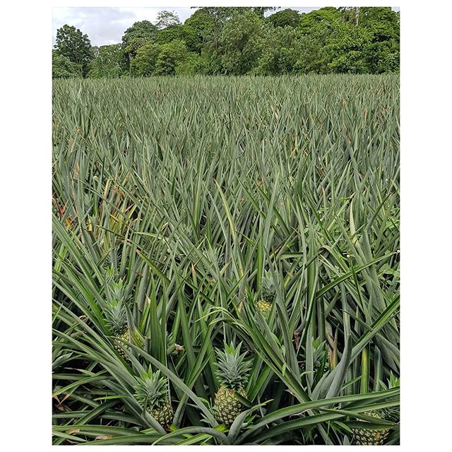 Champ d'ananas Bio au Costa Rica