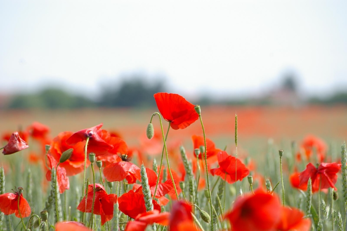 Coquelicots ©Jean Louis Gando CC BY-NC-SA 2.0