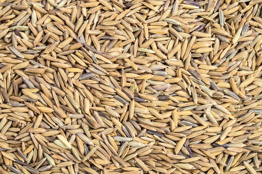Riz paddy