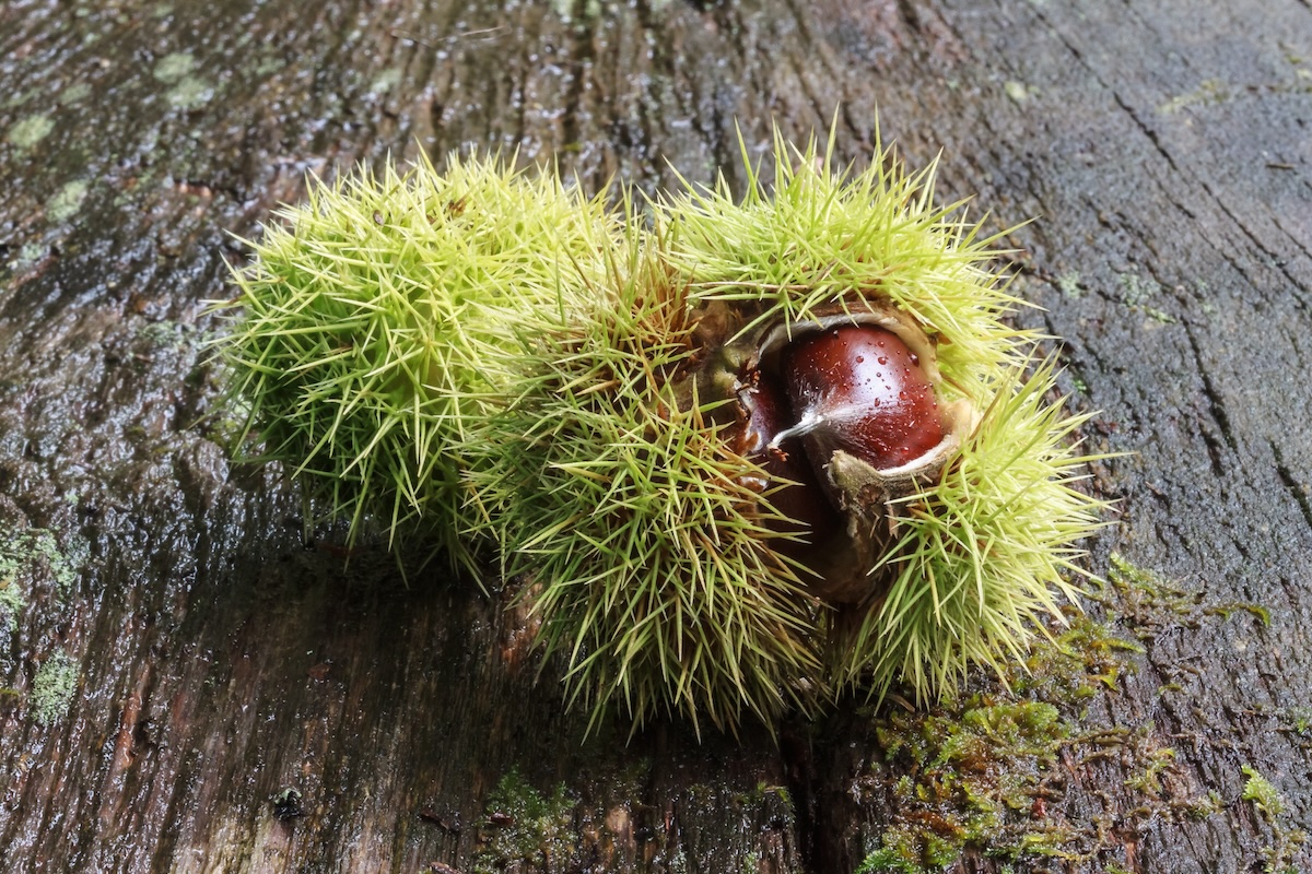 Châtaignes ©Shutterstock