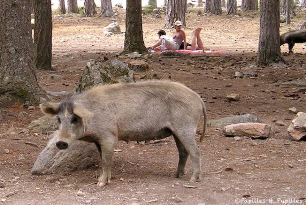 Cochon Corse
